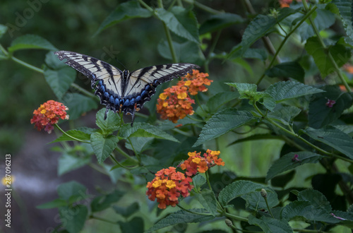 An eastern tiger swallowtail feeding on latana flowers photo