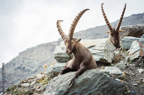 Photos Alpine Ibex (Capra ibex), Gran Paradiso National Park, Italy