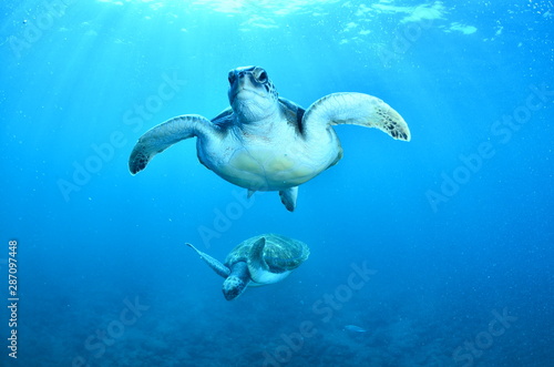 Tortugas marinas nadando