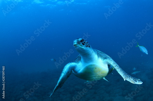 Tortugas marinas nadando © samuelhuelin