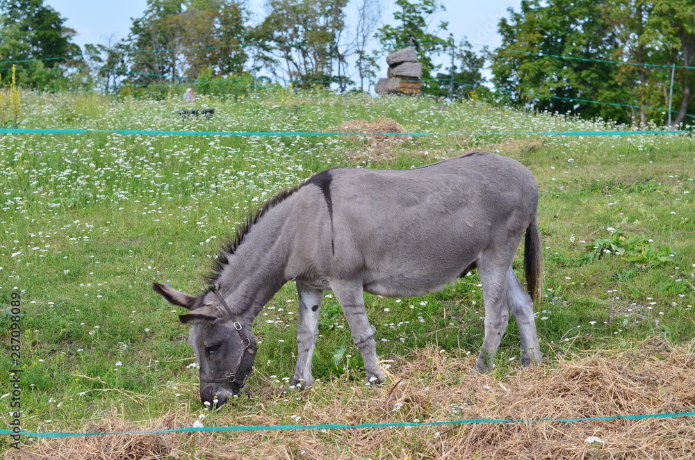 Fototapeta premium A little donkey grazes on a green lawn.