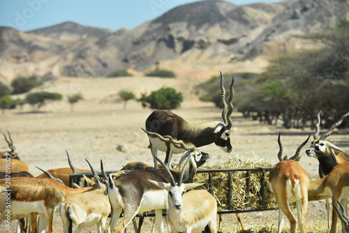 Quadro su tela Una maestosa antilope comanda un gruppo di gazzelle a Sir Bani Yas Island