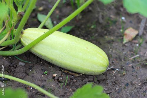 The first squash in the garden in the summer. Useful green young zucchini.