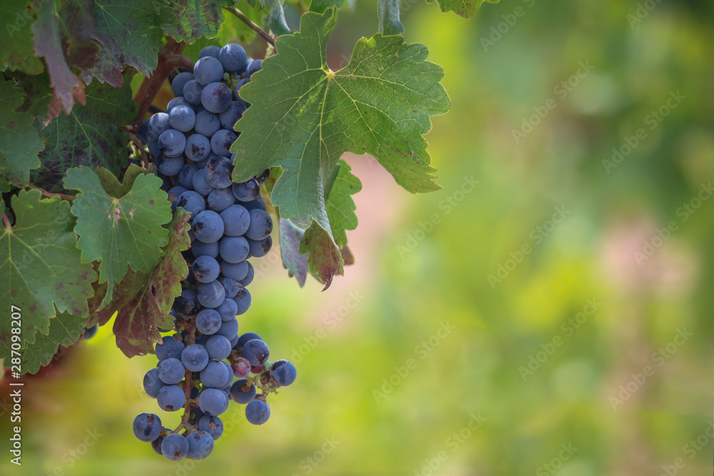 Racimo de uvas en vendimia para vino tinto