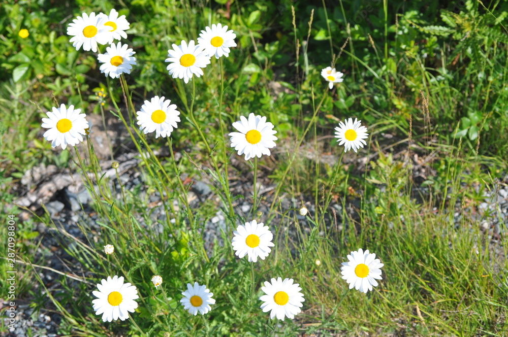 Daisies Daisies