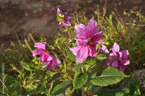 Fushia flowers