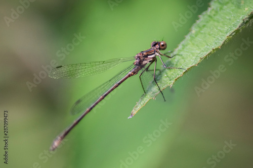 Dragonfly on Leaf