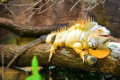 Un coloratissimo iguana su un ramo © Stefano