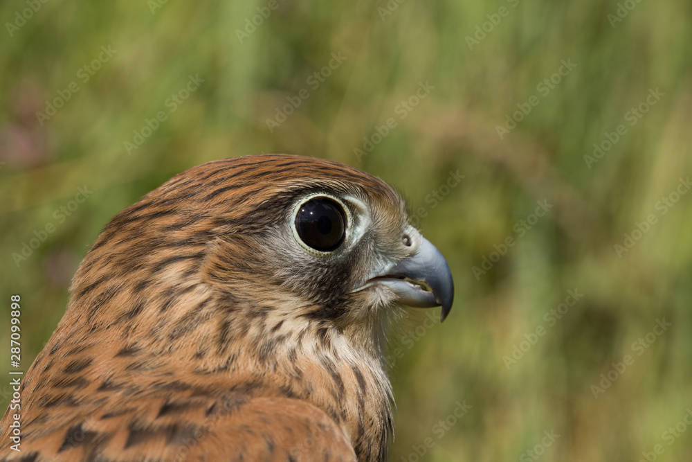 portrait of a young Kestrel Falcon (Falco tinnunculus) closeup portrait of a young Kestrel Falcon (Falco tinnunculus) closeup