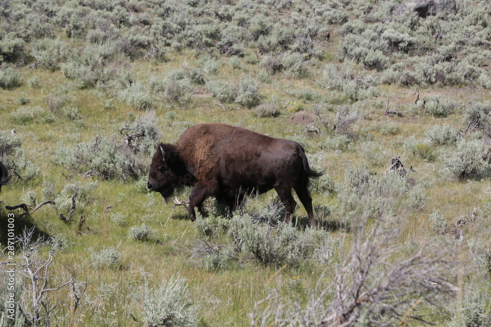   yellowstone national park wildlife buffalo