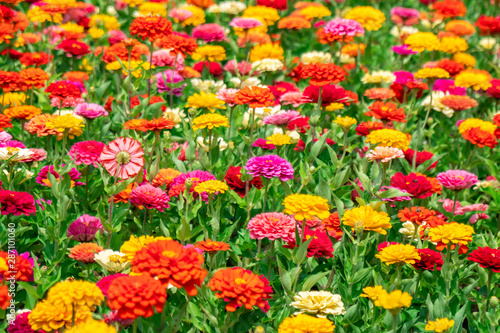 Colorful flowers in park in front of Batumi State University, Georgia. © k_samurkas