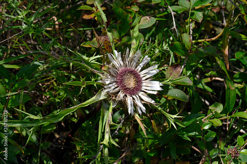 Silberdistel (Carlina acaulis) - stemless carline thistle photo