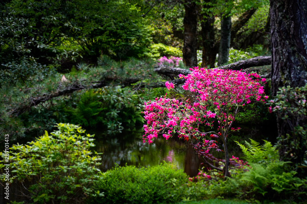 Obraz premium Pink Pride