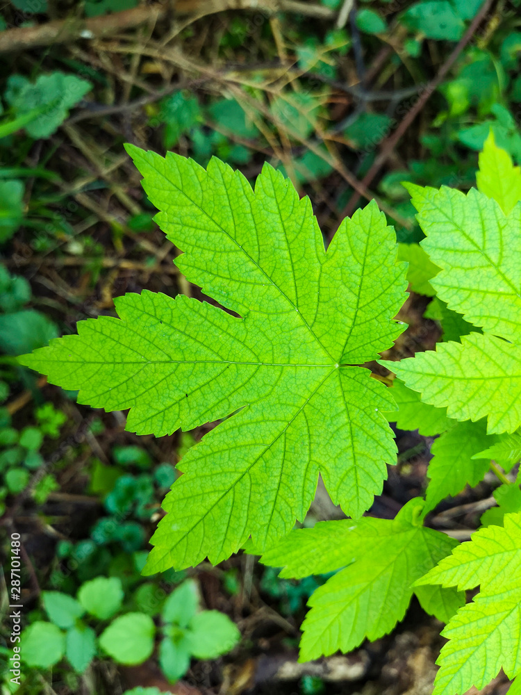Wald Wald