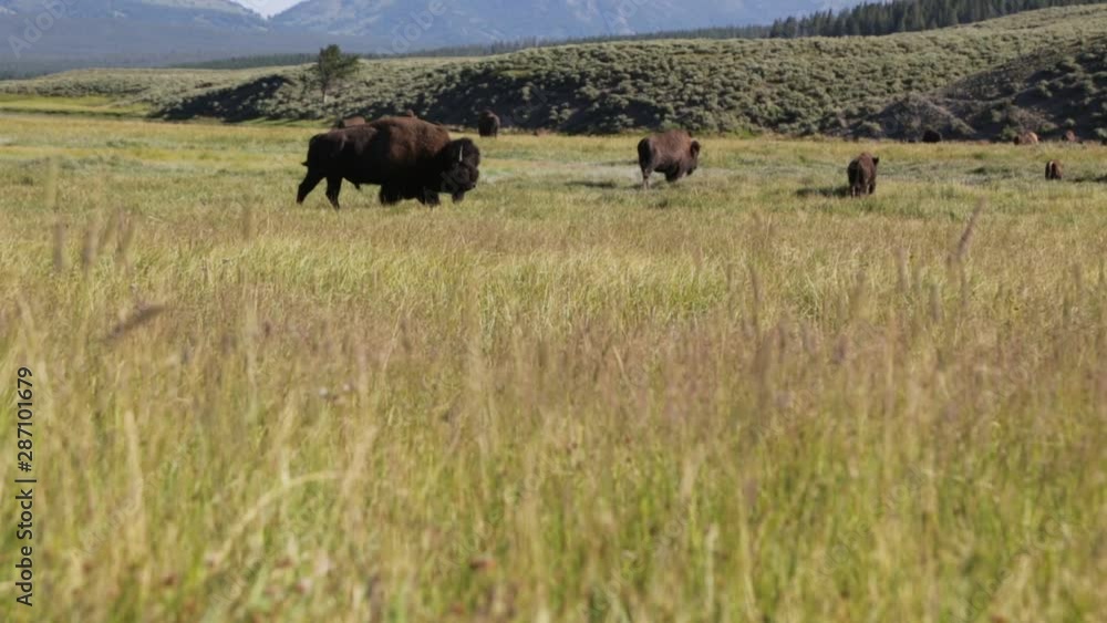 yellowstone national park wildlife buffalo yellowstone national park wildlife buffalo