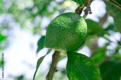 Wallpaper Mural Green lemon hangs on the branch Torontodigital.ca