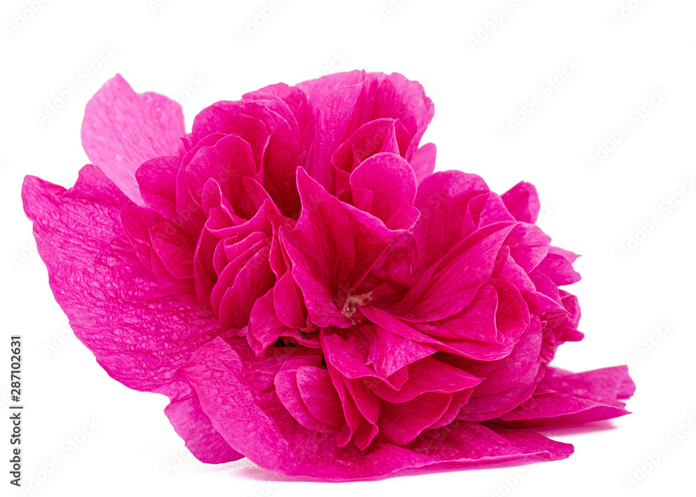 Pink flower of mallow, isolated on white background Pink flower of mallow, isolated on white background