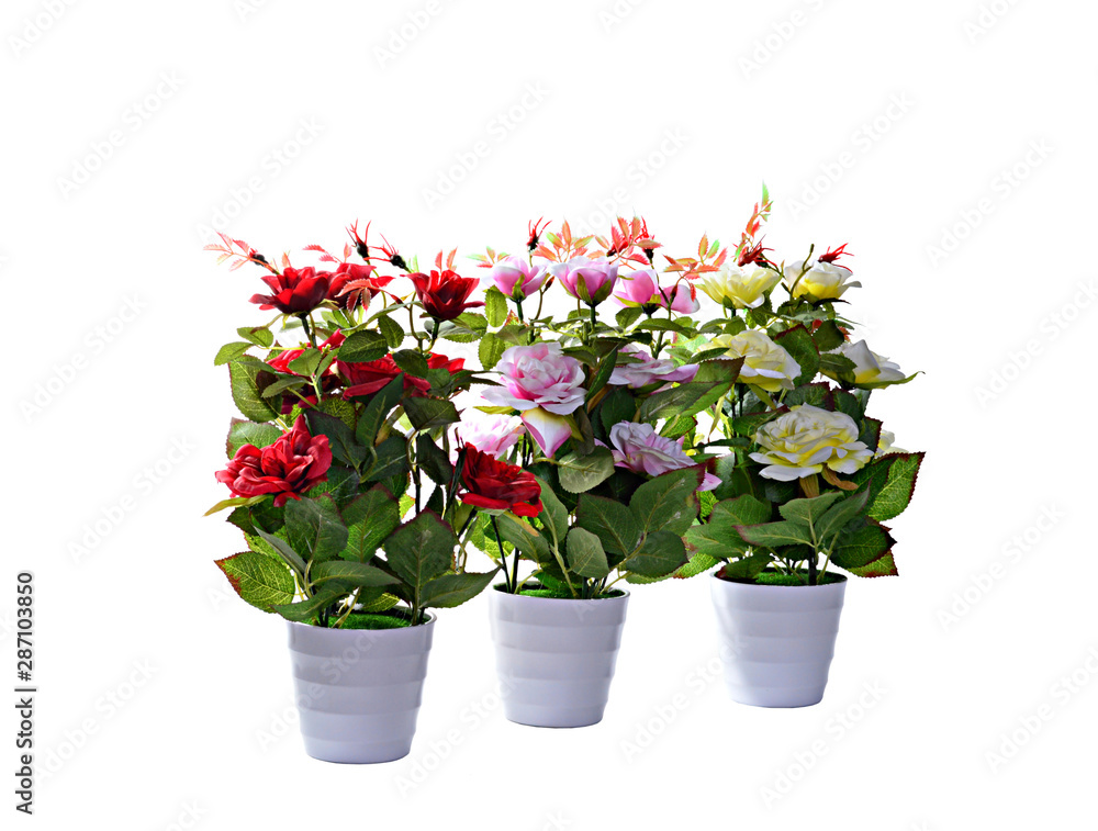 decorative plant on white background. isolated decorative plant on white background. isolated