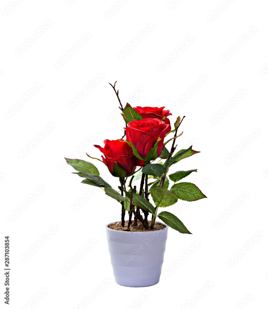 decorative plant on white background. isolated decorative plant on white background. isolated