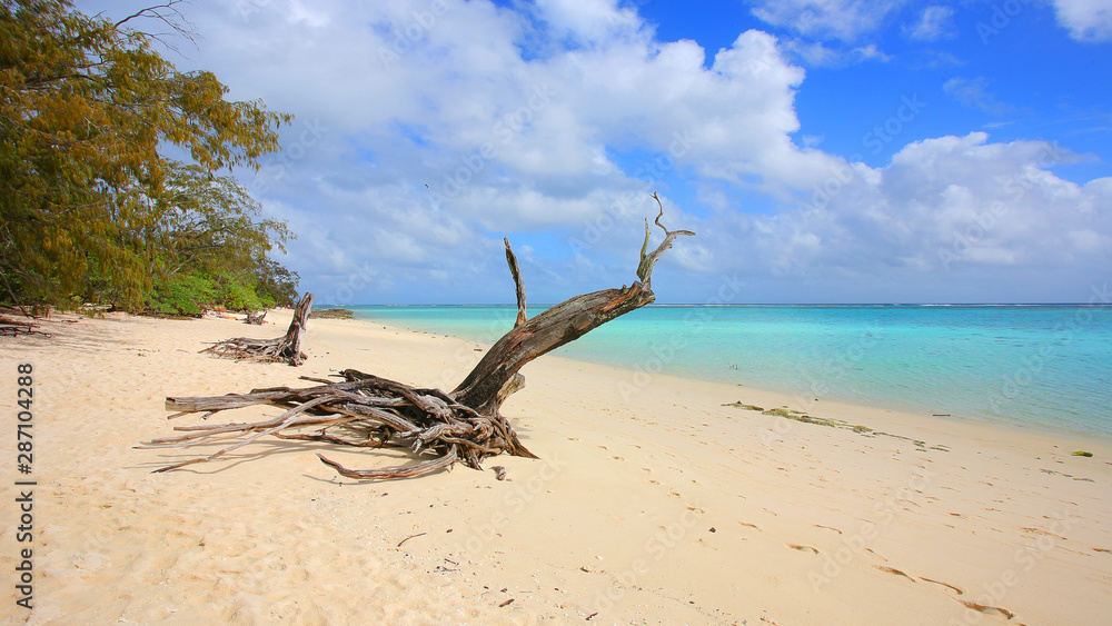 Beach with turquoise water and a picturesque dried tree trunk
