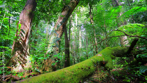 Fototapeta Naklejka Na Ścianę i Meble -  Tropical rainforest with a moss covered tree on fore ground