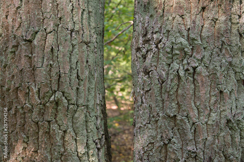 Fototapeta Naklejka Na Ścianę i Meble -  old oak tree trunks in forest