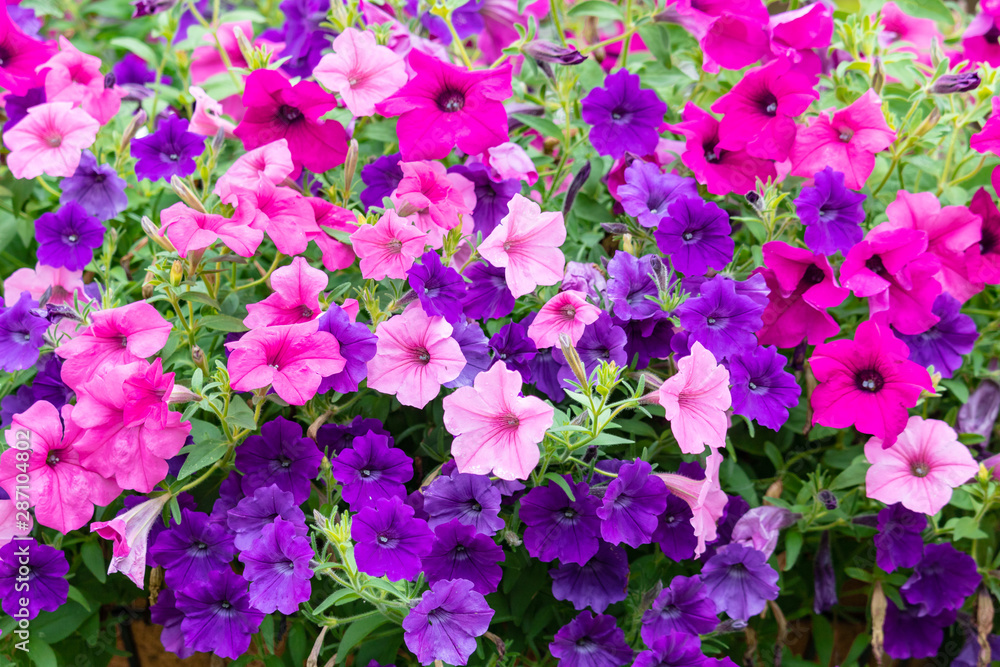 Purple and Pink Flower Blooms