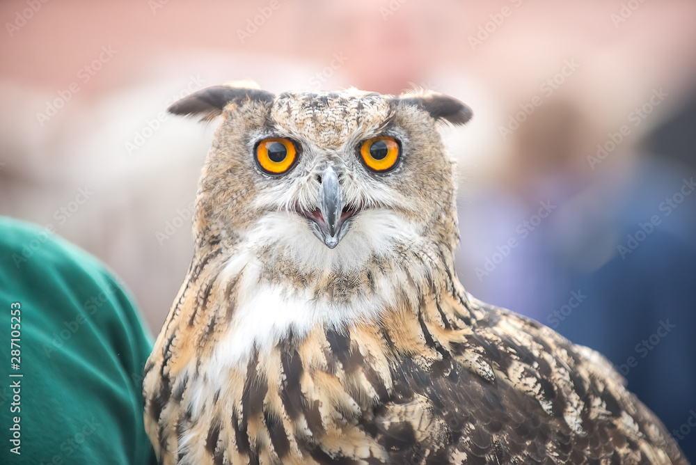 Obraz premium Close-up portrait of a big-eared owl at the fair.