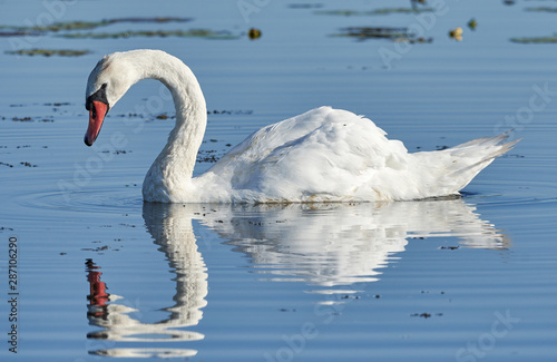 White Mute swan (Cygnus olor) swimming in blue lake