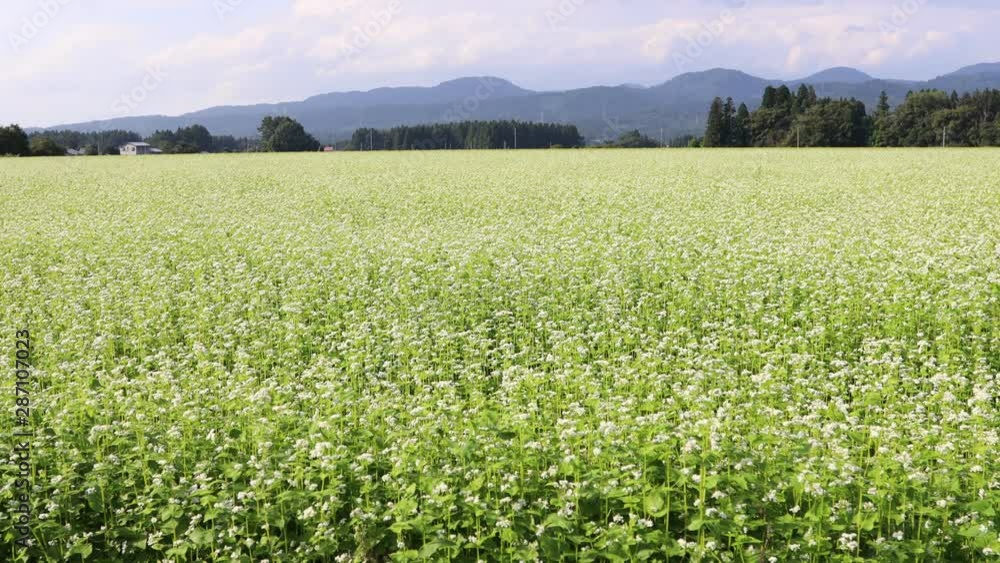 蕎麦畑の蕎麦の花 ピン送り 蕎麦畑の蕎麦の花 ピン送り