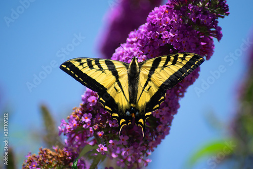 Swallowtail Butterfly On Purple Butterfly Bush