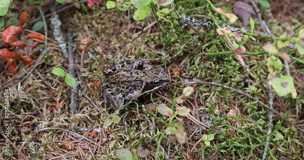 Cute Frog Sitting In The Wild Woods Among Moss And Tree Needles Close Up. Cute Frog Sitting In The Wild Woods Among Moss And Tree Needles Close Up.