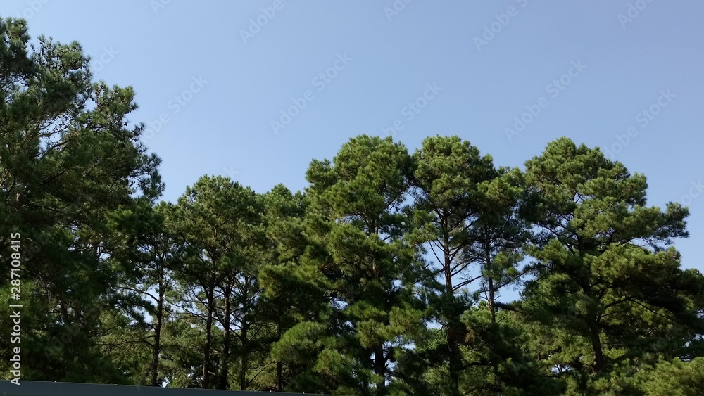 Tree Tops With Blue Sky Background