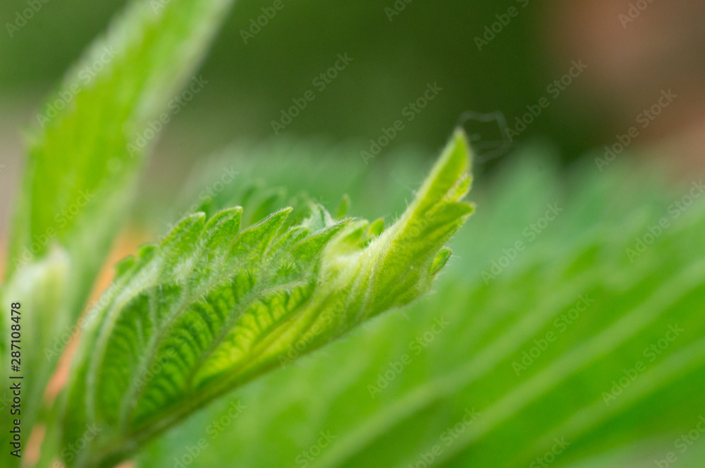 green leaf green leaf