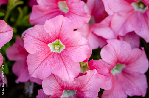 Closeup shot of pink petunia flowers as background