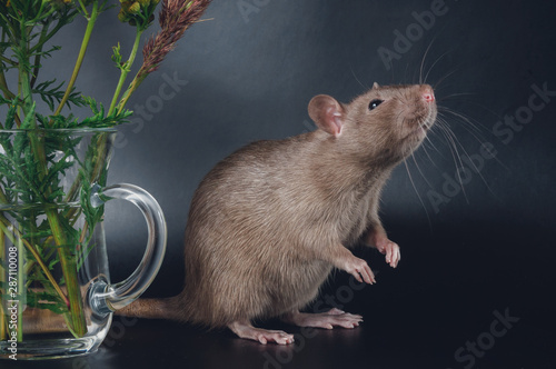 Brown domestic rat on a black background