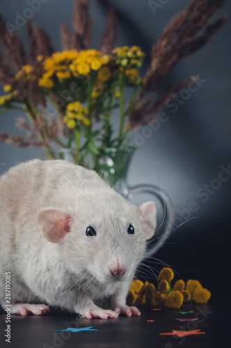 Cute rat next to yellow flowers