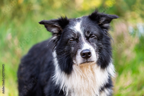 Portrait of a Border Collie dog in nature © filmbildfabrik