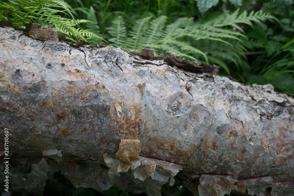 Fototapeta premium A tree lies in the forest