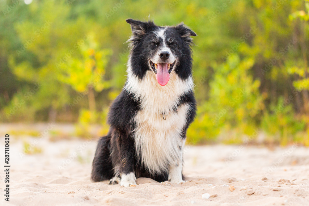 Portrait of a Border Collie dog in nature
