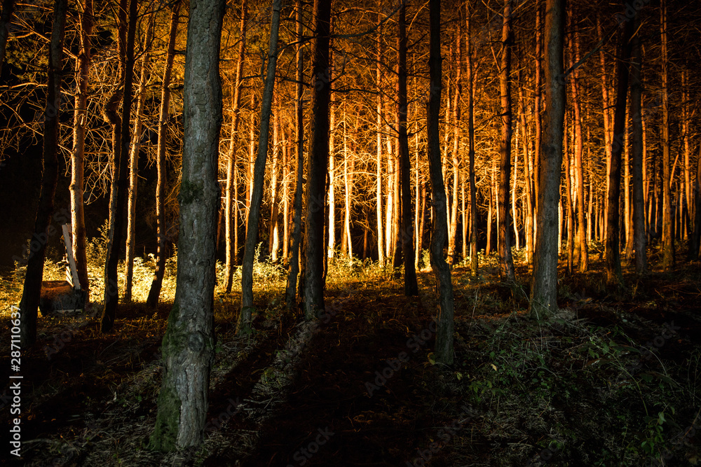 magical lights sparkling in mysterious forest at night. Pine forest with strange light magical lights sparkling in mysterious forest at night. Pine forest with strange light