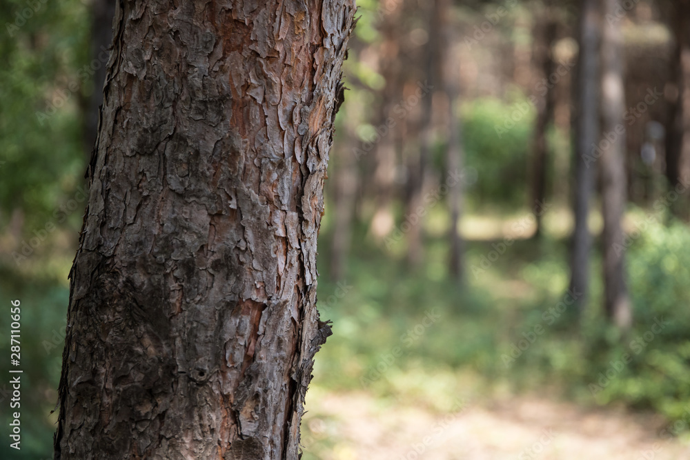 Bark of Pine Tree close up. Beautiful pine forest at summer time. Bark of Pine Tree close up. Beautiful pine forest at summer time.