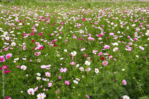 A field of white, red, and pink cosmos at Jechun, South Korea. photo