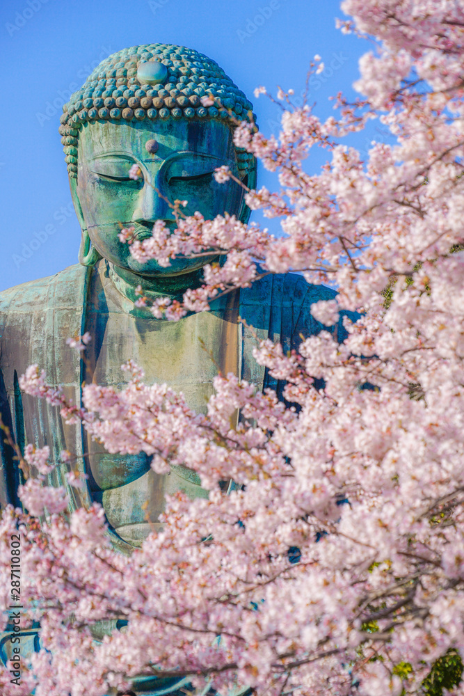 Obraz premium 鎌倉の大仏と満開の桜