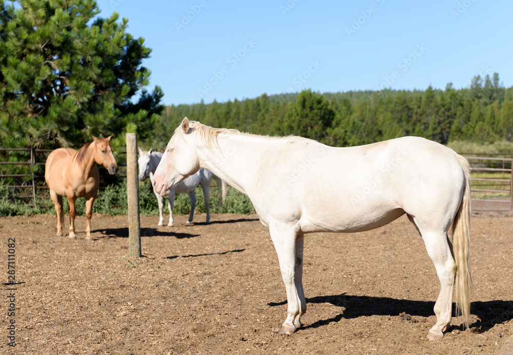 White horse in a corral White horse in a corral