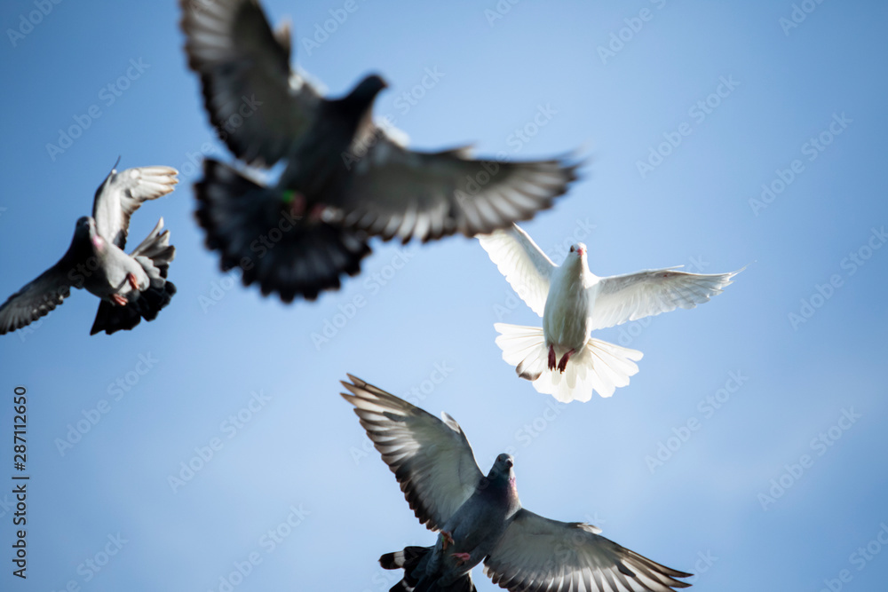 Obraz premium flock of speed racing pigeon brid flying