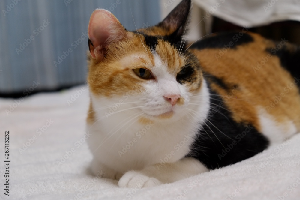 Obraz premium 三毛猫