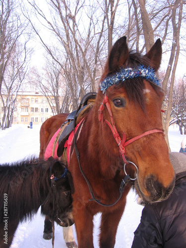 a red-haired thin horse in a bridle with a small pony in a winter Park for hire