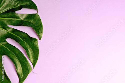 Fresh green tropical Monstera leaf on perple background, top view with copy space