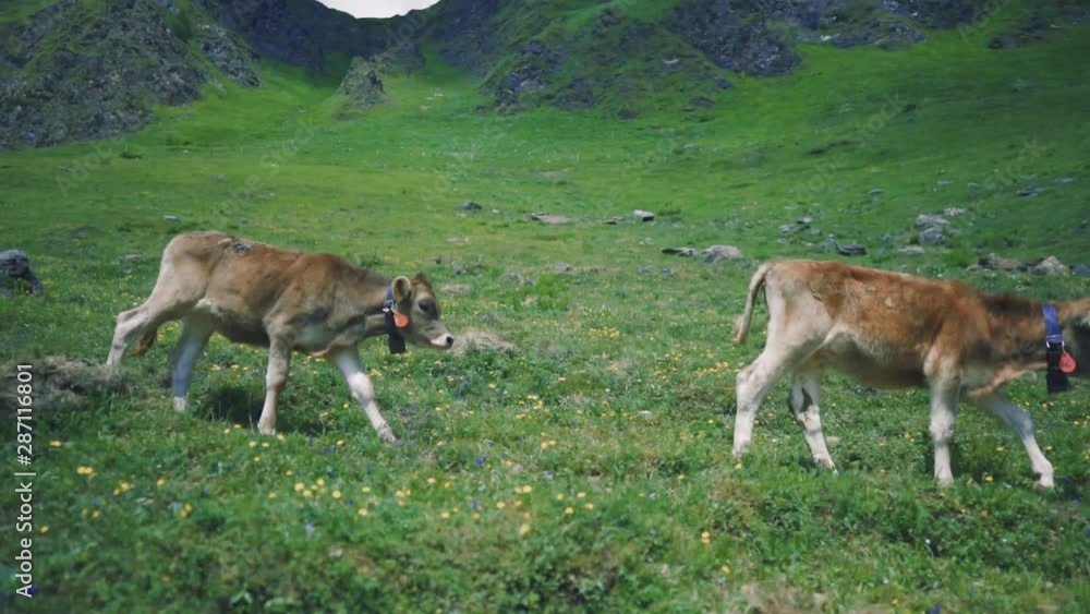Herd cattle, cows grazing meadow Herd cattle, cows grazing meadow